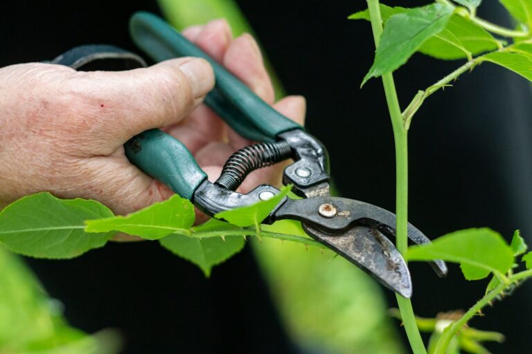 Why Most Hand Pruners Are the Wrong Size for the Person Using Them - hands & tools